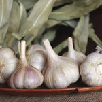 Garlic Musik Bulbs Strong Hardneck Garlic High Germination Garden Seeds heirloom non-gmo seeds