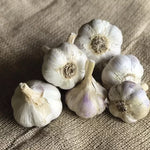 Garlic German White Stiffneck Bulbs Large-Clove Bold Garlic High Germination Garden Seeds heirloom non-gmo seeds