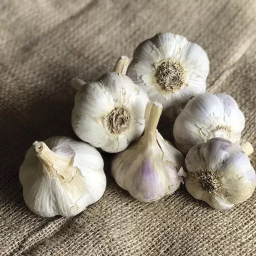 Garlic German White Stiffneck Bulbs Large-Clove Bold Garlic High Germination Garden Seeds heirloom non-gmo seeds