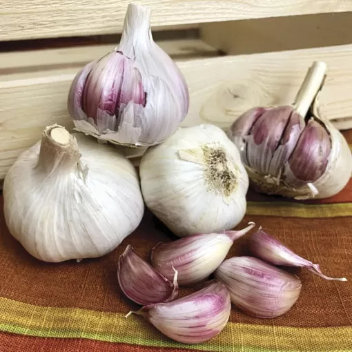 Garlic Russian Red Bulbs Cold-Hardy Spicy Hardneck Garlic High Germination Garden Seeds heirloom non-gmo seeds
