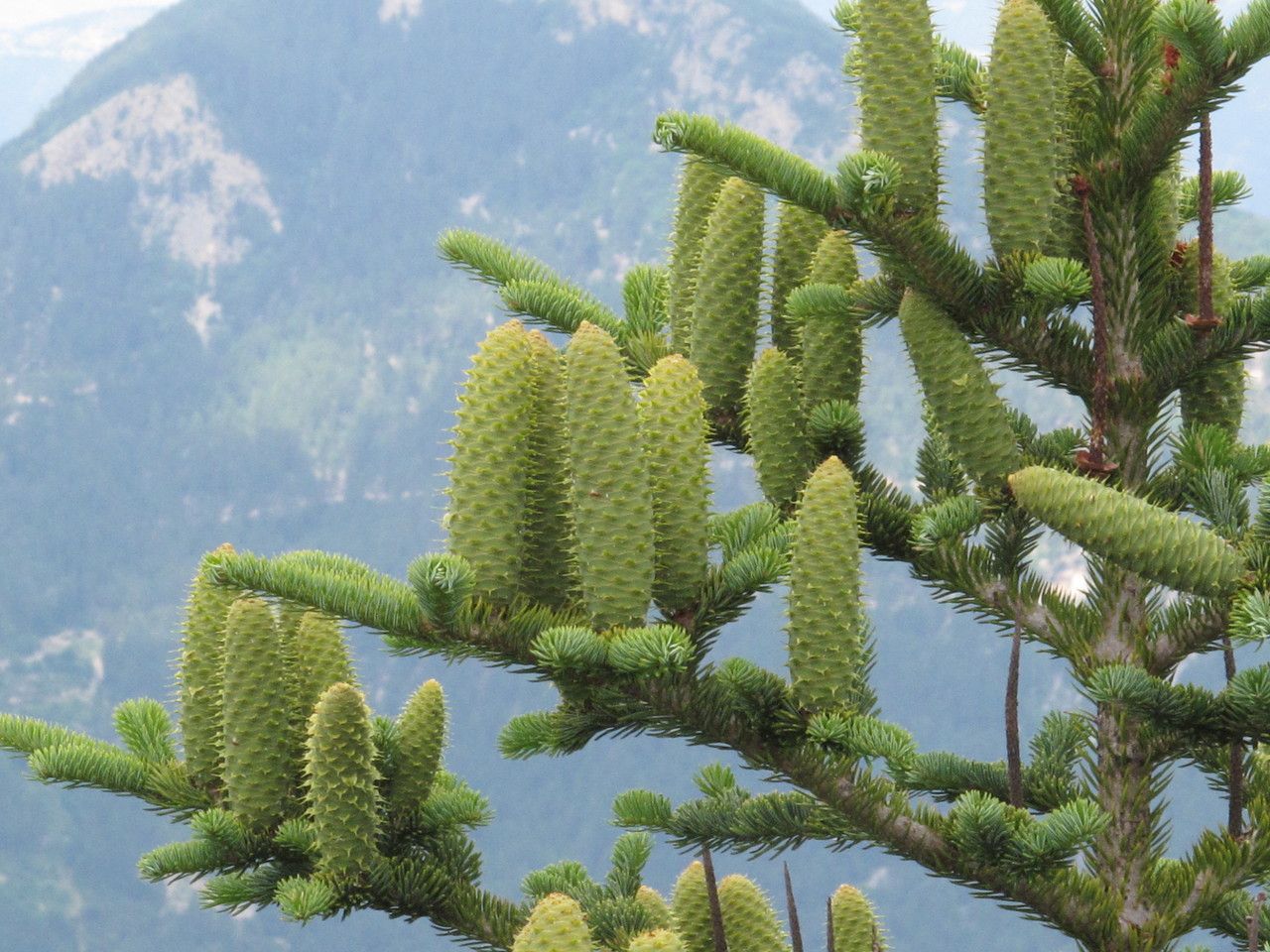 Green Abies Alba Plant Seeds for Planting, heirloom & Non-GMO Seeds