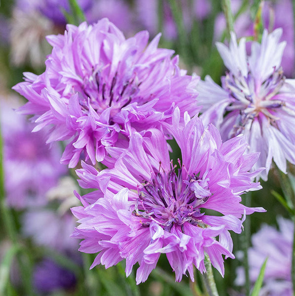 Purple Centaurea Flower Seeds for Planting, 100