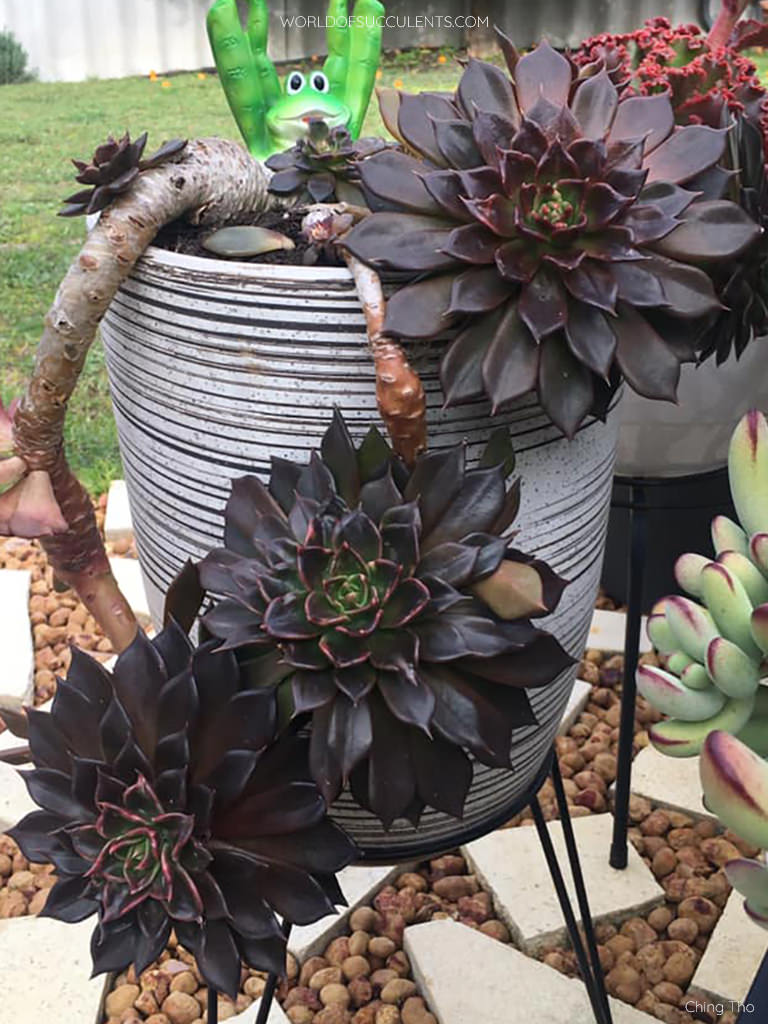 Succulent Black Prince Mixed Variety Flower Seeds