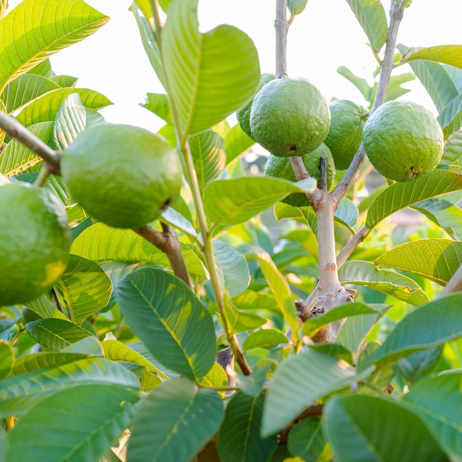 Brazilian Guava Seeds (Psidium guajava)