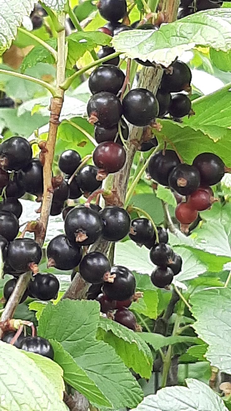 Chokeberry (Aronia melanocarpa)