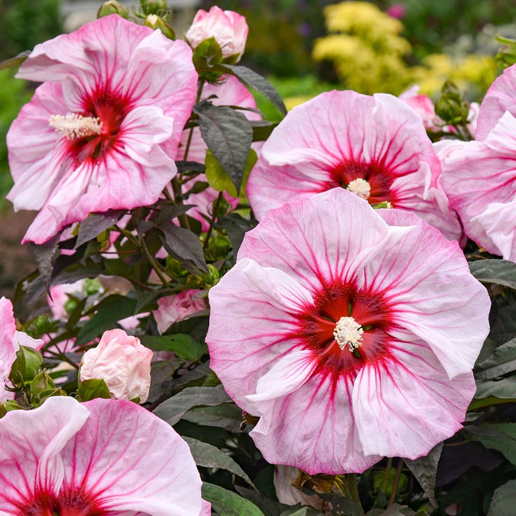 flowers high quality flower seeds for growing vibrant and colorful blooms in home gardens and landscapes organic flowers premium organic flower seeds for sustainable gardening and beautiful blossoms suitable for all climates