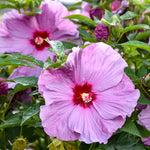 flowers high quality flower seeds for growing vibrant and colorful blooms in home gardens and landscapes organic flowers premium organic flower seeds for sustainable gardening and beautiful blossoms suitable for all climates