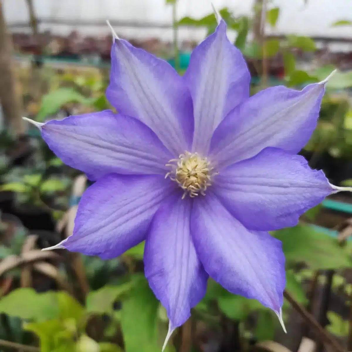 Clematis Vitalba Flower Seeds for Planting – Vertical Gardens & Trellises