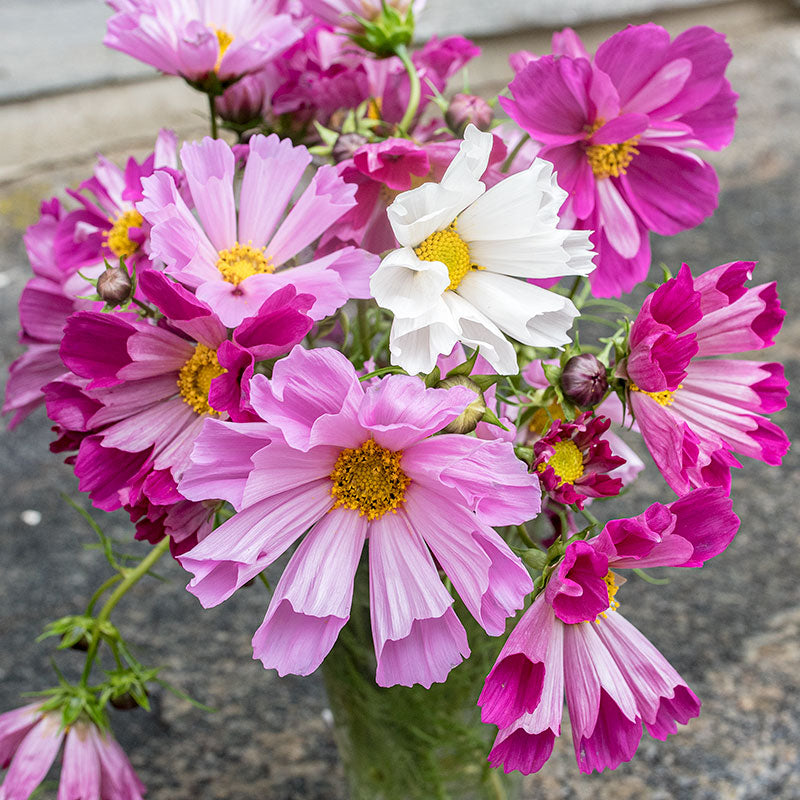 Cosmos Cosmos bipinnatus Seashells flower seeds for planting in home garden or backyard borders