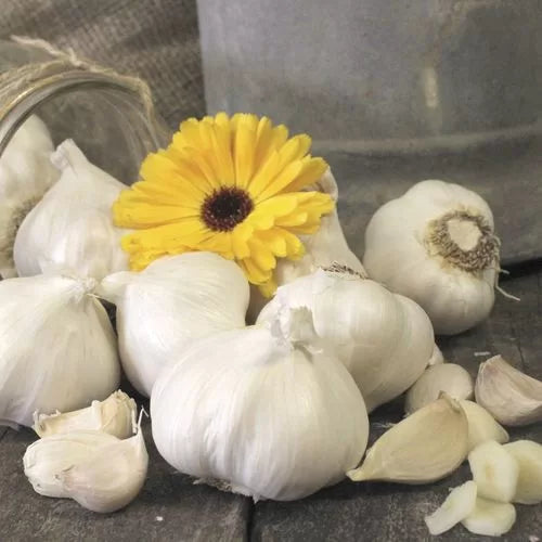 Garlic Silver Rose Bulbs Rosy-Blushed Softneck Gourmet Garlic High Germination Garden Seeds heirloom non-gmo seeds