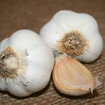 Garlic Silver White Bulbs Reliable White Softneck Garlic High Germination Garden Seeds heirloom non-gmo seeds