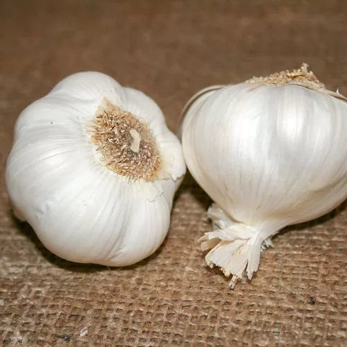 Garlic Italian Late Bulbs Late-Harvest Strong Garlic High Germination Garden Seeds heirloom non-gmo seeds