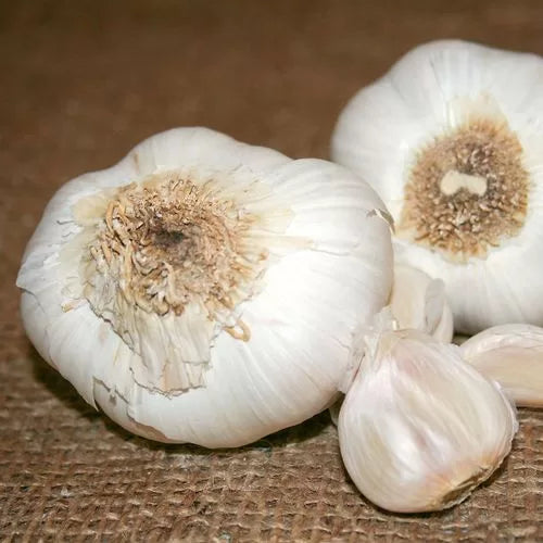 Garlic Nootka Rose Bulbs Strong Long-Storing Garlic High Germination Garden Seeds heirloom non-gmo seeds