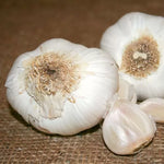 Garlic Nootka Rose Bulbs Strong Long-Storing Garlic High Germination Garden Seeds heirloom non-gmo seeds