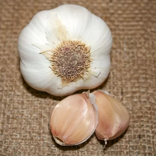 Garlic Mild French Bulbs Soft-Neck Mild Flavor French Garlic High Germination Garden Seeds heirloom non-gmo seeds