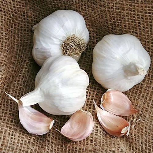 Garlic Idaho Silver Bulbs Cold-Hardy Silver Skin Garlic Variety High Germination Garden Seeds heirloom non-gmo seeds