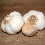 Garlic California Select Bulbs Classic Mild Large-Clove Softneck Garlic High Germination Garden Seeds heirloom non-gmo seeds