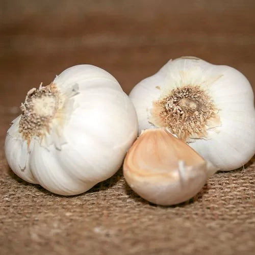Garlic California Select Bulbs Classic Mild Large-Clove Softneck Garlic High Germination Garden Seeds heirloom non-gmo seeds