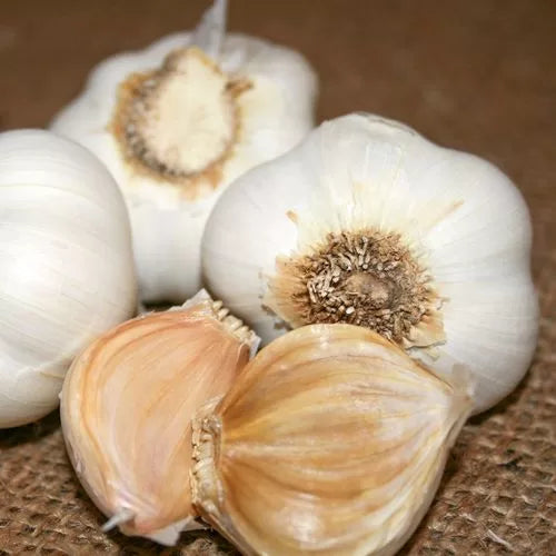 Garlic S&H Silver Bulbs Silver-Skin Robust Hardneck Garlic High Germination Garden Seeds heirloom non-gmo seeds