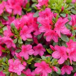 flowers high quality flower seeds for growing vibrant and colorful blooms in home gardens and landscapes organic flowers premium organic flower seeds for sustainable gardening and beautiful blossoms suitable for all climates