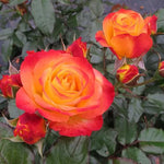 En Fuego Rose Seeds Oso Easy Fiery Red Landscape Rose High Germination Garden Seeds heirloom non-gmo seeds