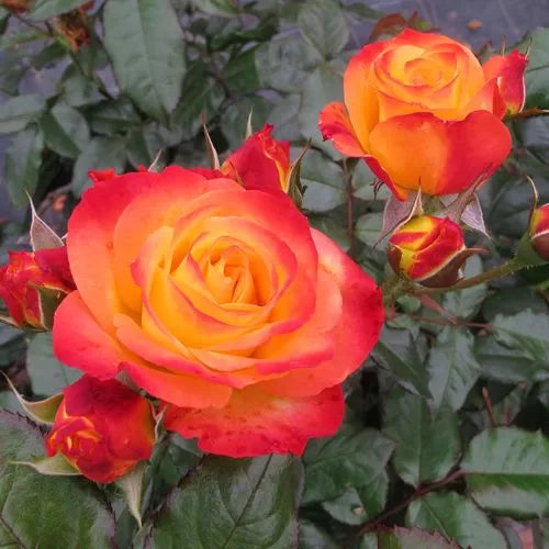En Fuego Rose Seeds Oso Easy Fiery Red Landscape Rose High Germination Garden Seeds heirloom non-gmo seeds