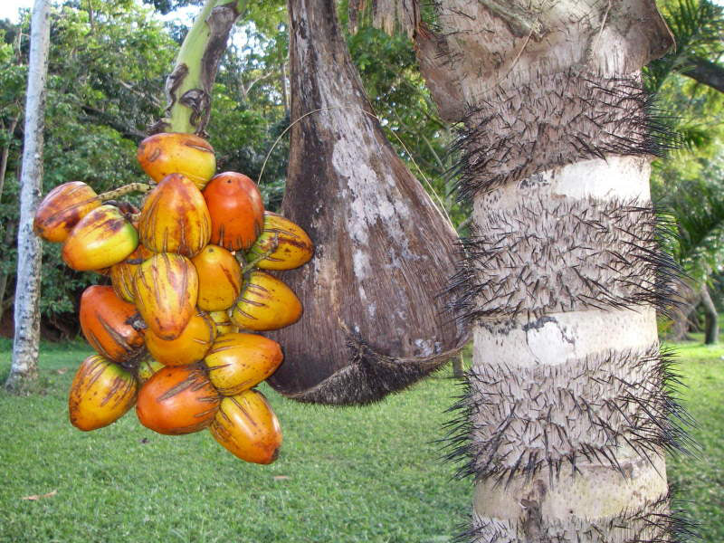 Peach Palm Fruit Seeds