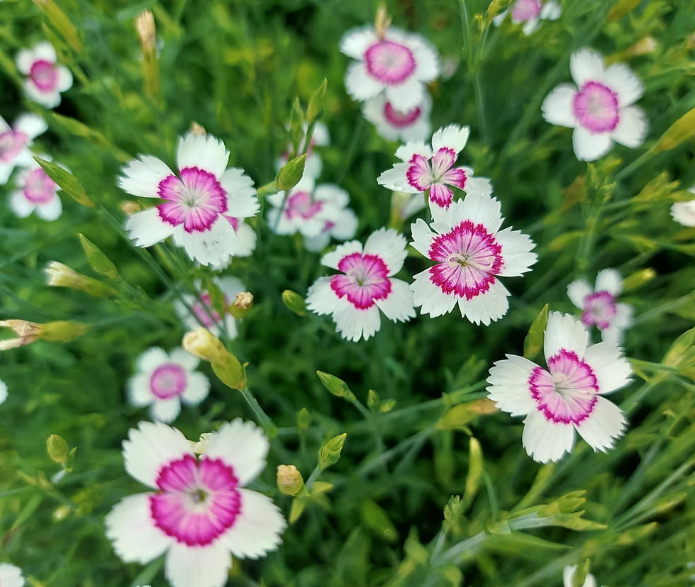 Heather Carnation ‘Arctic Fire’ Seeds – White Flower Seeds for Garden and Landscape