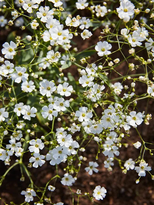 Babys Breath Seeds - Mixed