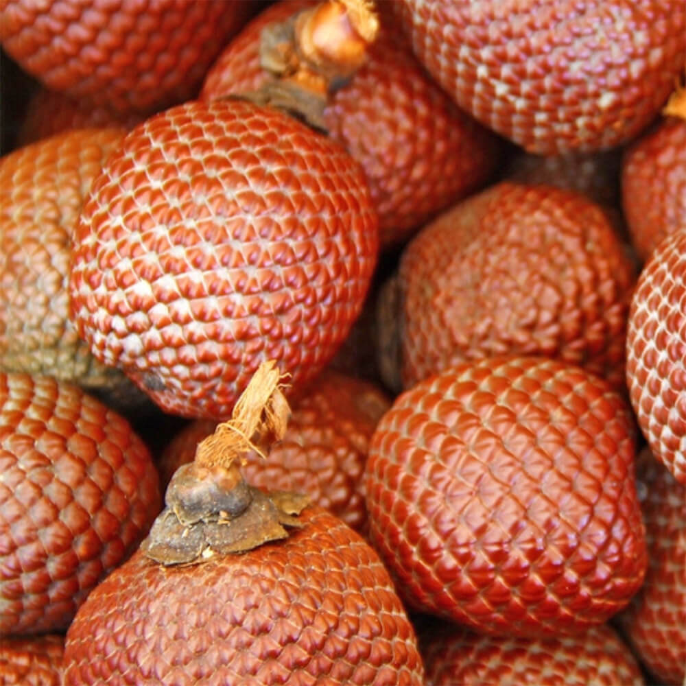 Salak Seeds for Unique Snakeskin-Like Tropical Fruits