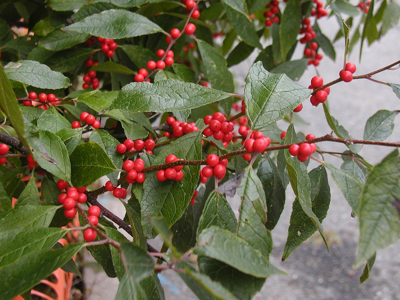Winterberry Holly Fruit Seeds for Planting - Ornamental and Berry-Bearing Shrubs, Heirloom Seeds