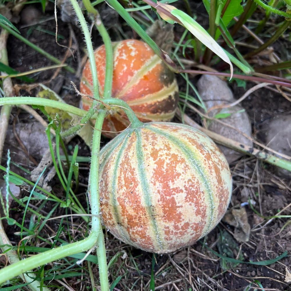 Kajari Melon Fruit Seeds for Growing Sweet and Juicy Melons
