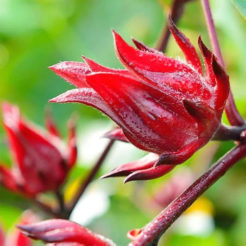 Hibiscus Roselle Heirloom Non-GMO Seeds for Planting – Vibrant, Edible Flowers