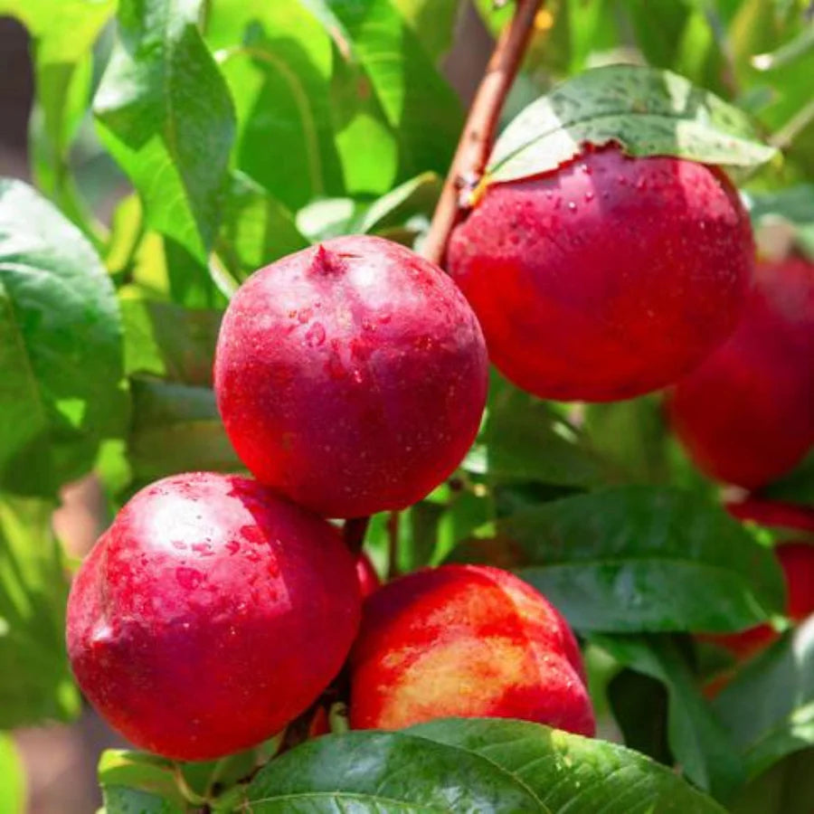 Red Nectarine Fruit Seeds - Grow Juicy and Sweet Nectarines at Home