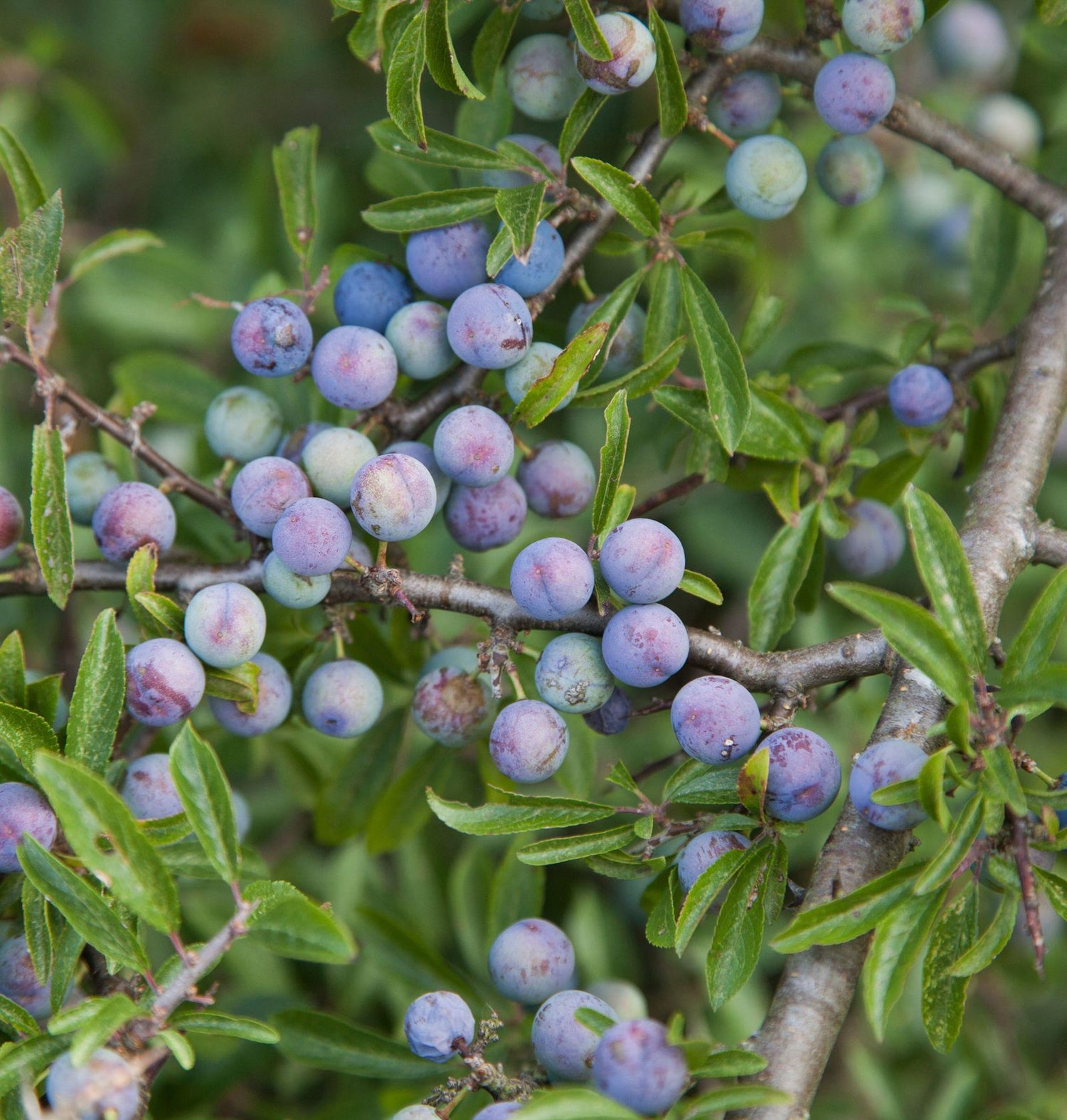 Sloe Berries – Tart, Wild, and Flavorful Fruit for Unique Culinary Creations