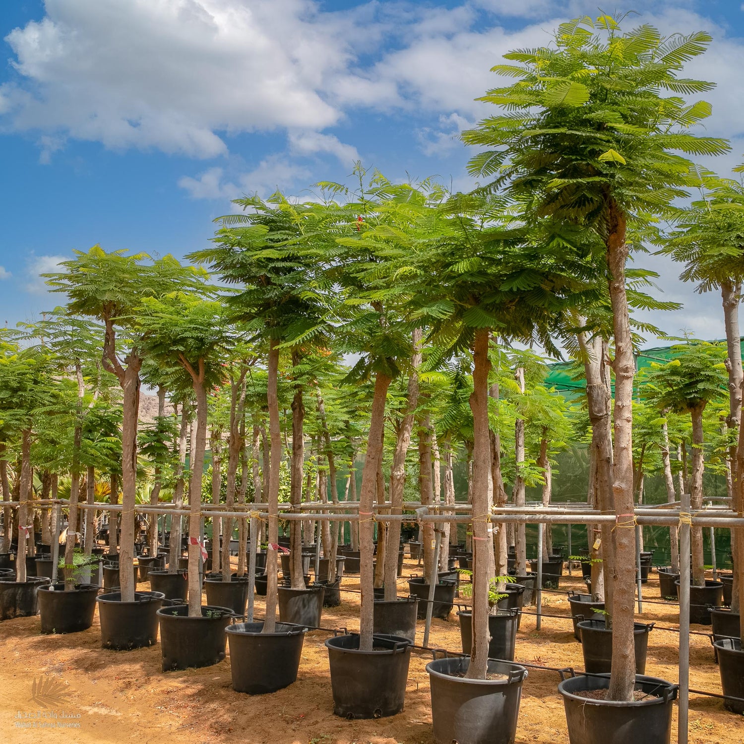 Delonix Regia