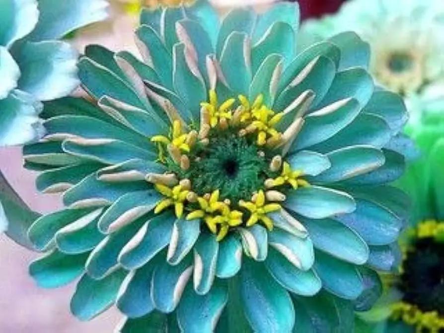 "heirloom-sky-blue-zinnia-flower-seeds-non-gmo-full-sun"


