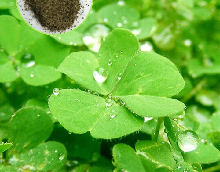 Light Green Clover Plant Seeds for Planting - 100