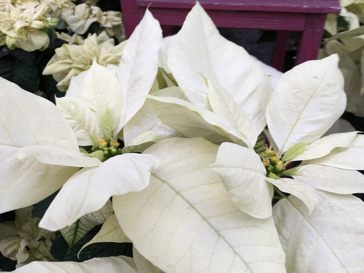 White Poinsettia Flower Seeds – Heirloom Non-GMO Festive Blooms for Garden and Pot Planting