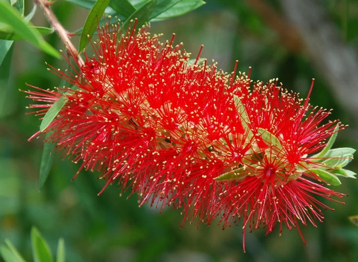 Brush Flower Seeds for Planting - 100