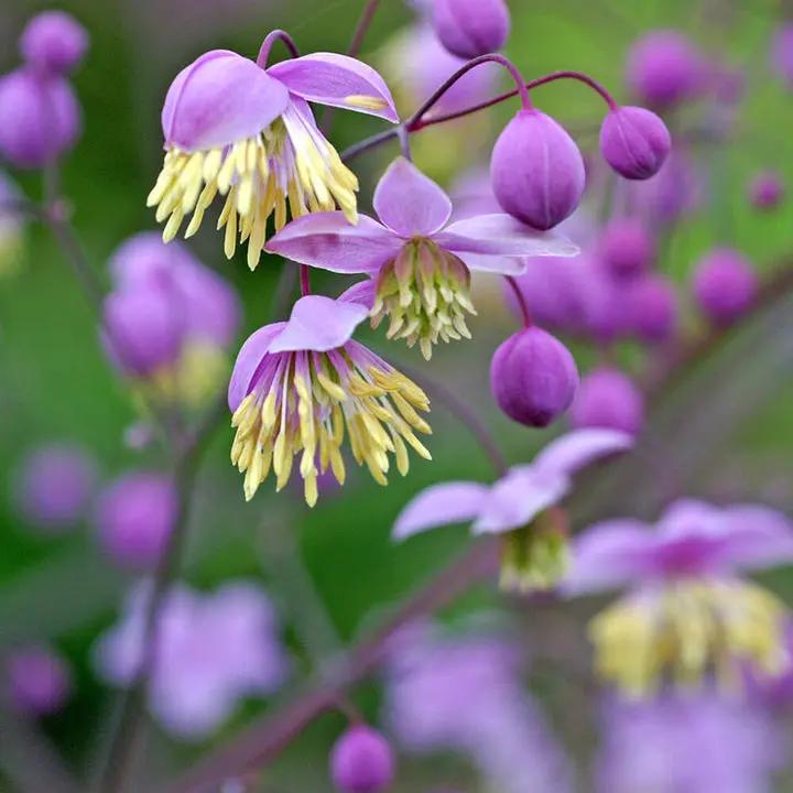 Thalictrum Flower Seeds – Heirloom, Non-GMO Seeds for Planting Delicate Airy Blooms Dhara Seeds