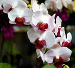 White Red Phalaenopsis Orchid Flower Seeds, Heirloom, Non-GMO Seeds for Planting Dhara Seeds