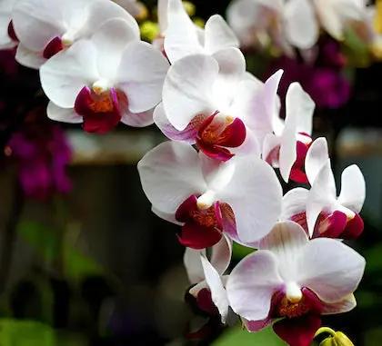 White Red Phalaenopsis Orchid Flower Seeds, Heirloom, Non-GMO Seeds for Planting Dhara Seeds