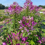 Purple Cleome Seeds for Planting - NON GMO Seeds Dhara Seeds
