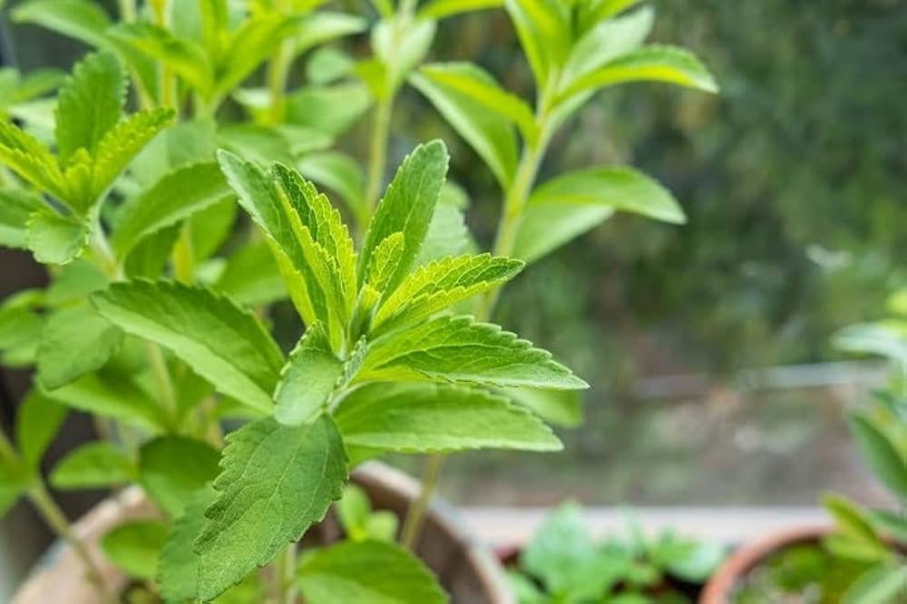 Stevia Seeds - Sweetie Star