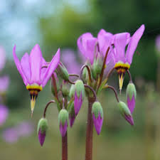 Dodecatheon amethystinum Amethyst Shooting Star flower seeds for wild gardens