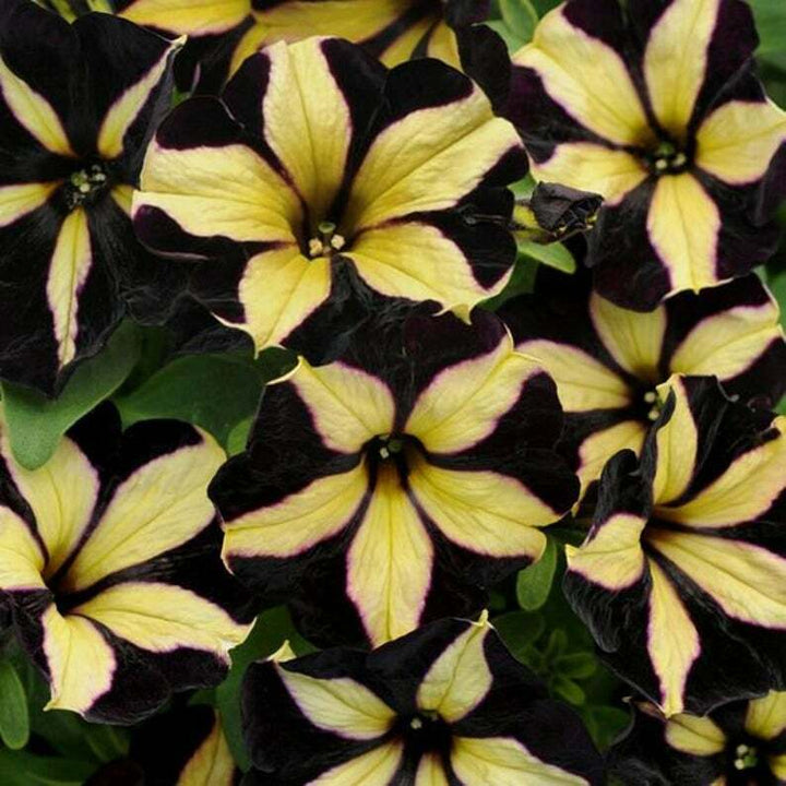 Yellow Black Playmates Flower Seeds for Planting - 100