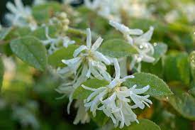 White Loropetalum Flower Seeds for Planting - 100