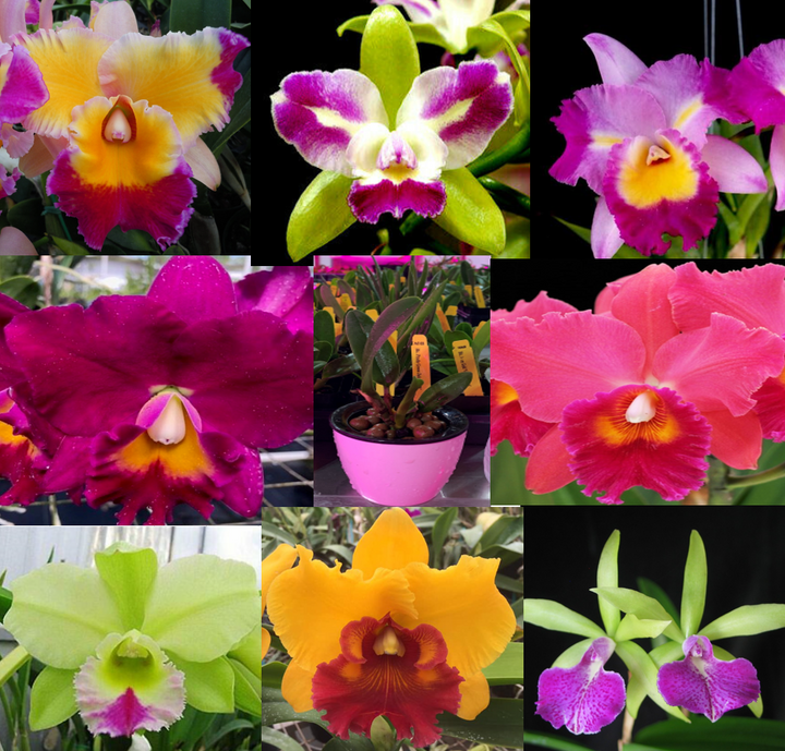 Mixed Cattleya Flower Seeds for Planting, NON GMO Seeds