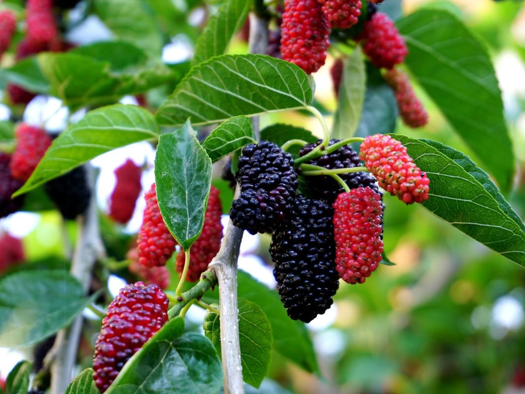 Mulberry Fruit Seeds - Perfect for Nutritious and Flavorful Homemade Treats